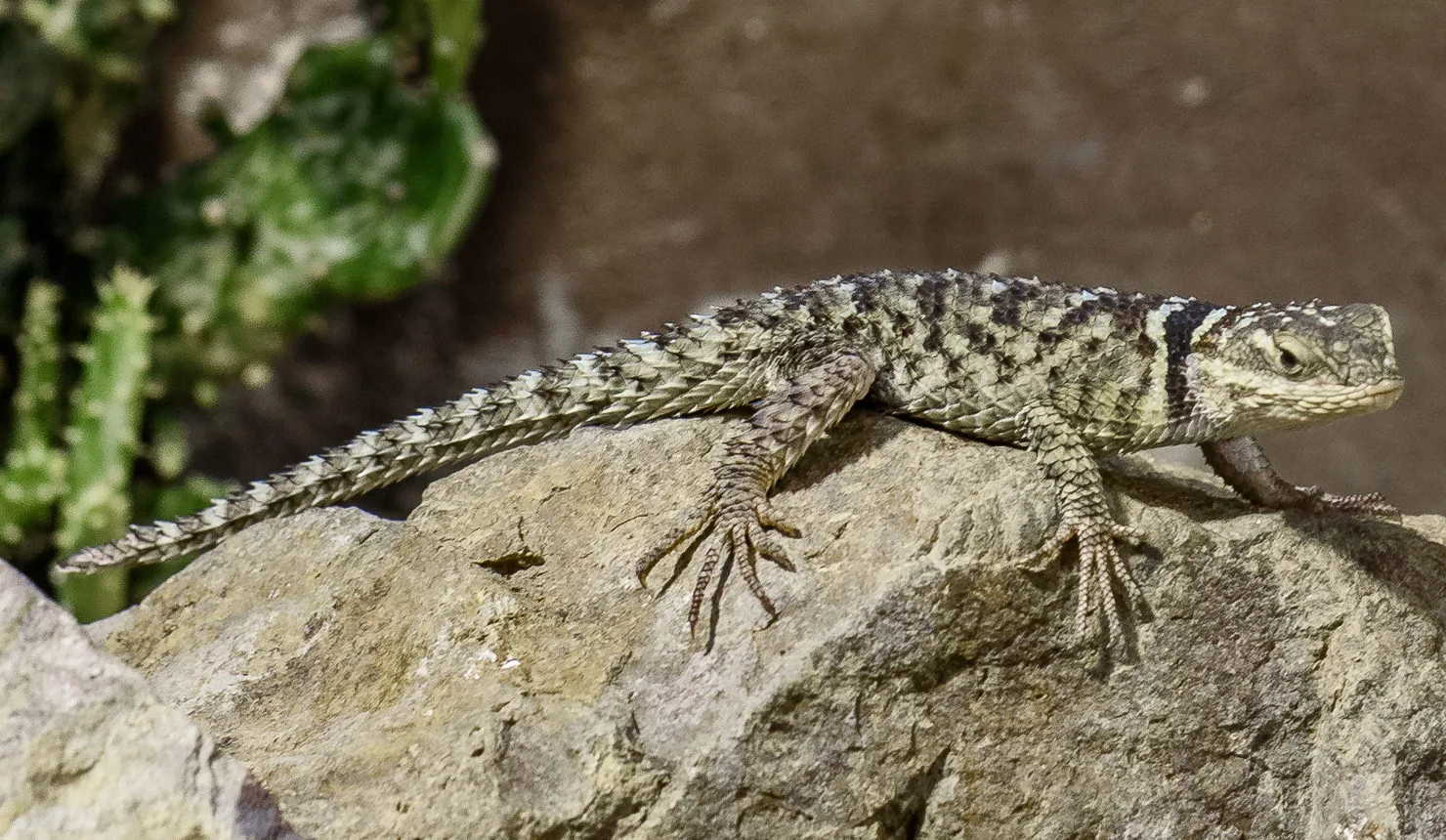 Blue Spiny Lizard Steve Gotz 3 1