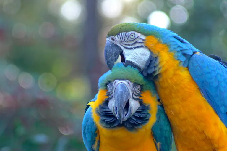 Blue and Gold Macaw Colleen Renshaw