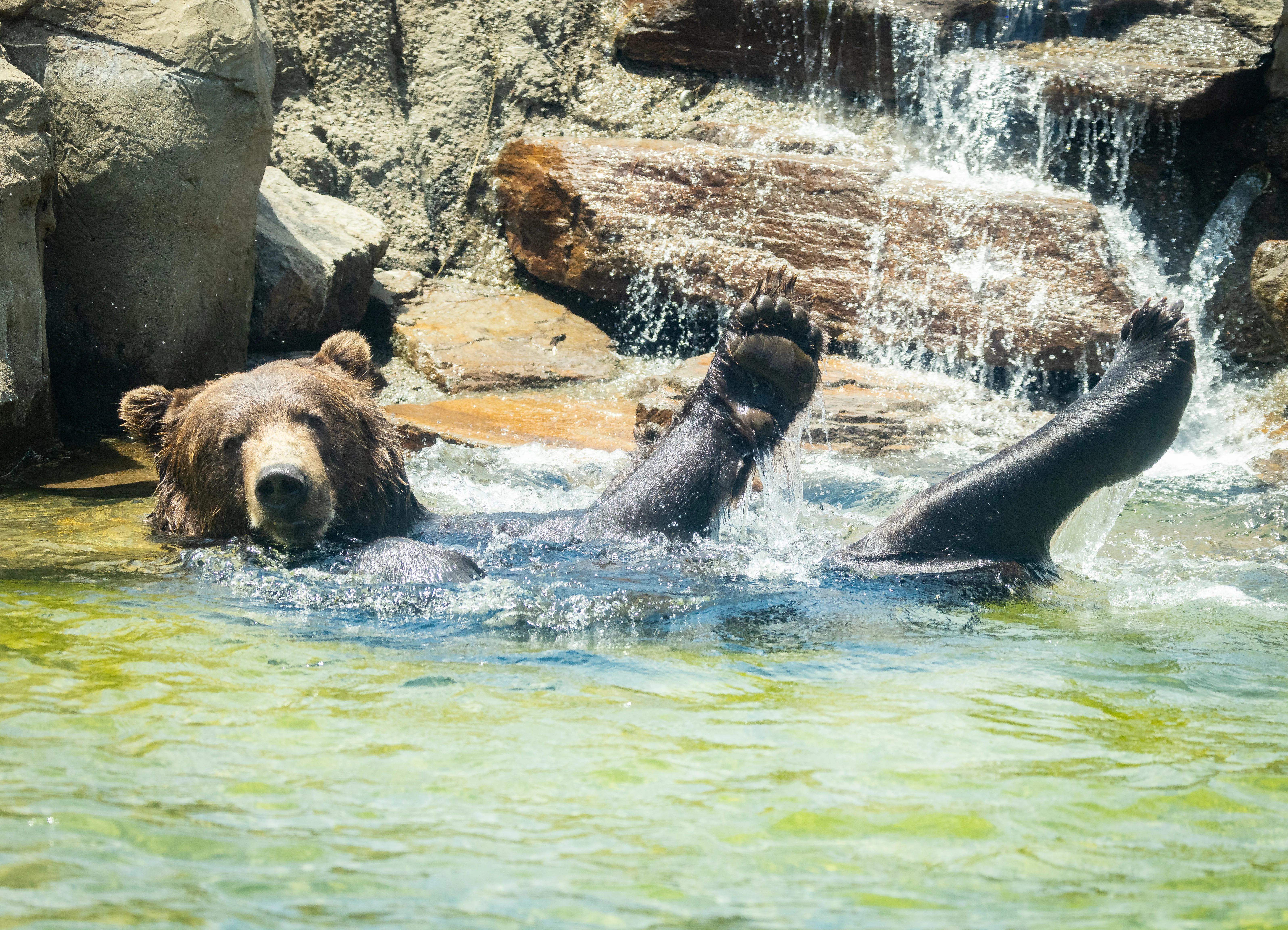 Brown bear poolDarrell Lavin 1