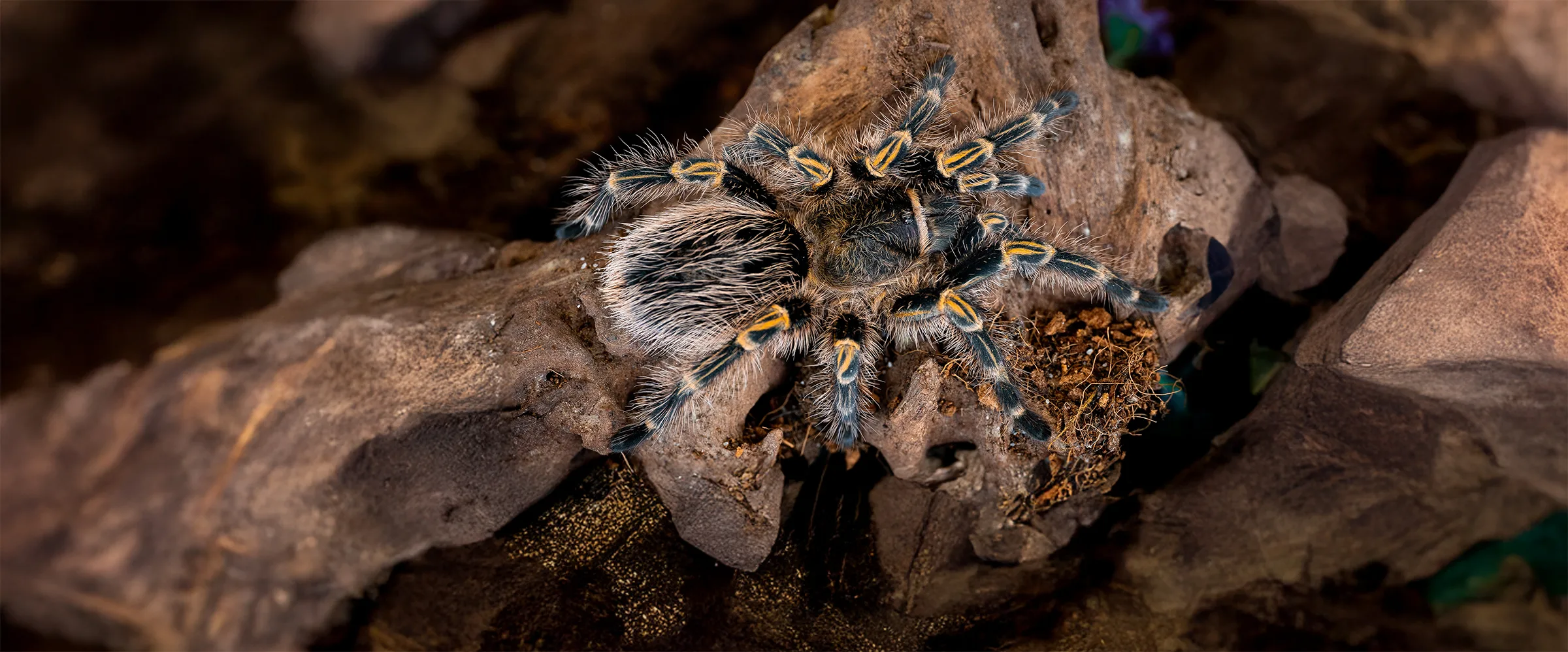 Chaco Golden Knee Tarantula 461281061 copy