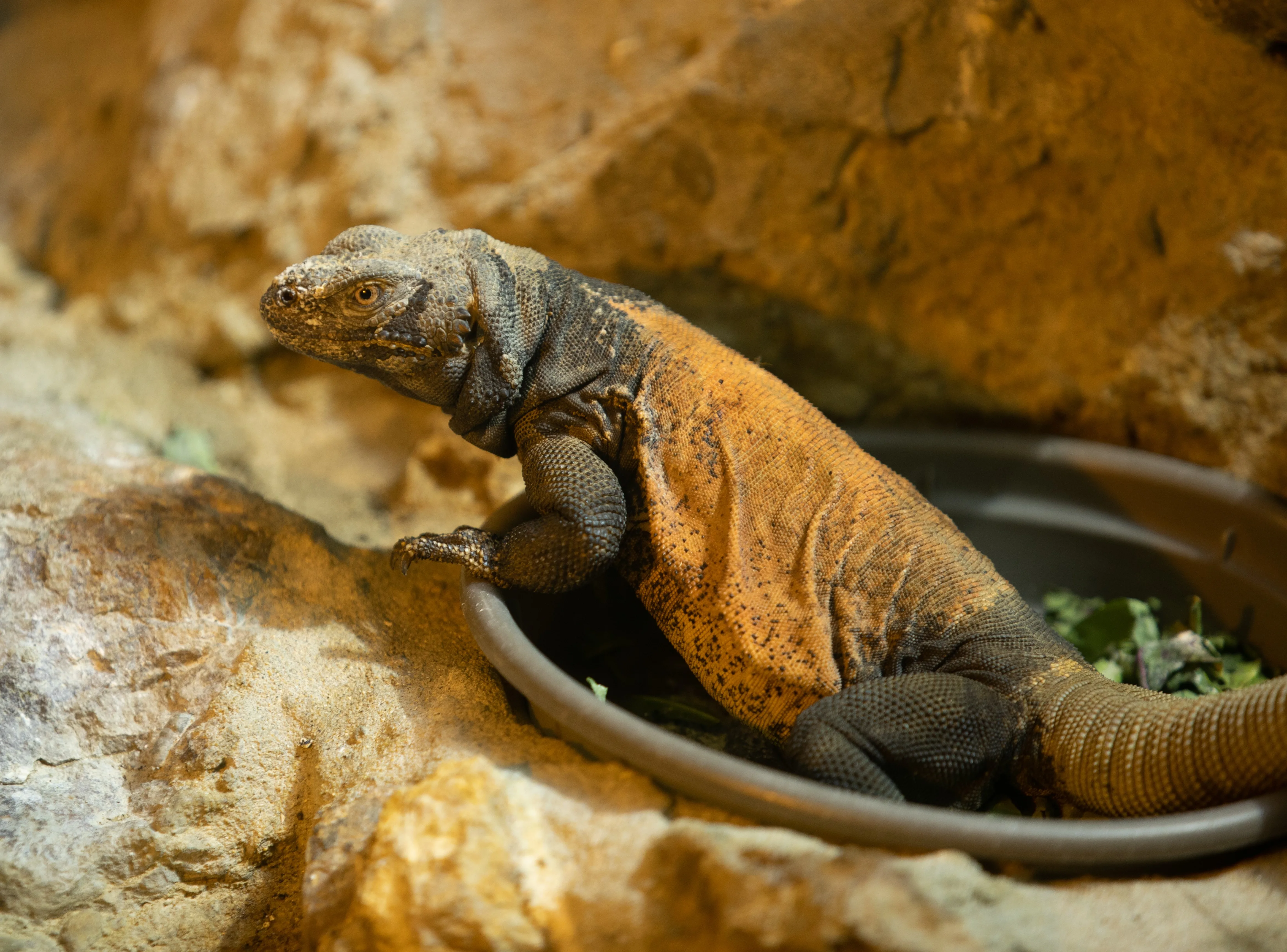 Chuckwalla 1