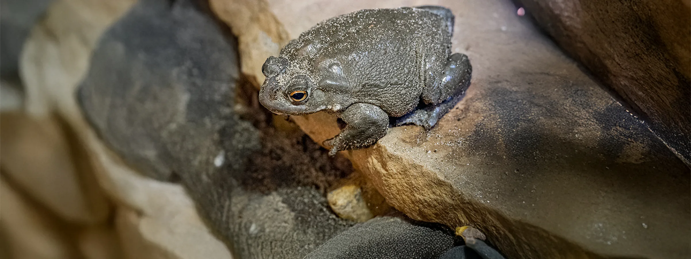 Colorado River Toad for Trading Card extended copy2