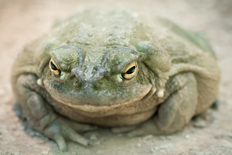 Colorado River Toad tn 1