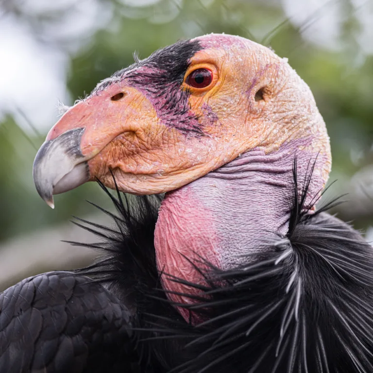 Condor by Justin Benttinen MAY 2023