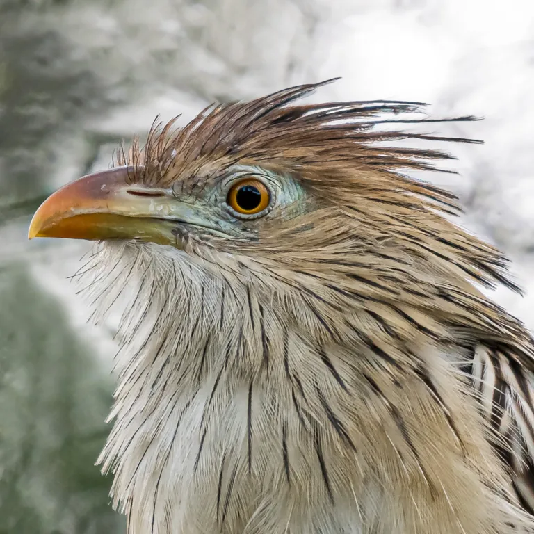 Cuckoo Steven Gotz 7 2