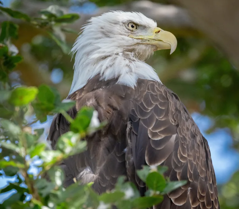 EagleDarrell Lavin 2
