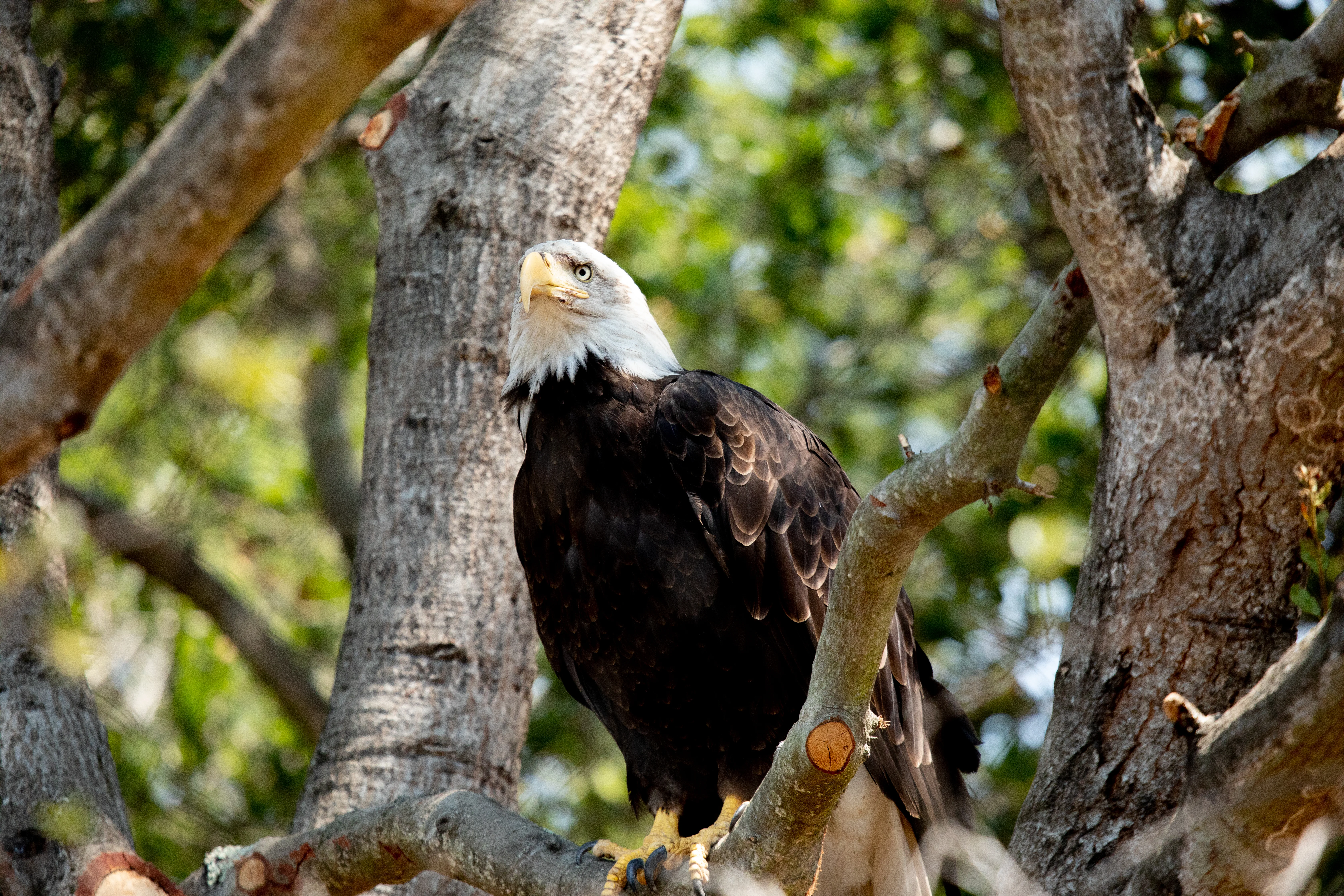Eagle SteveGoodall