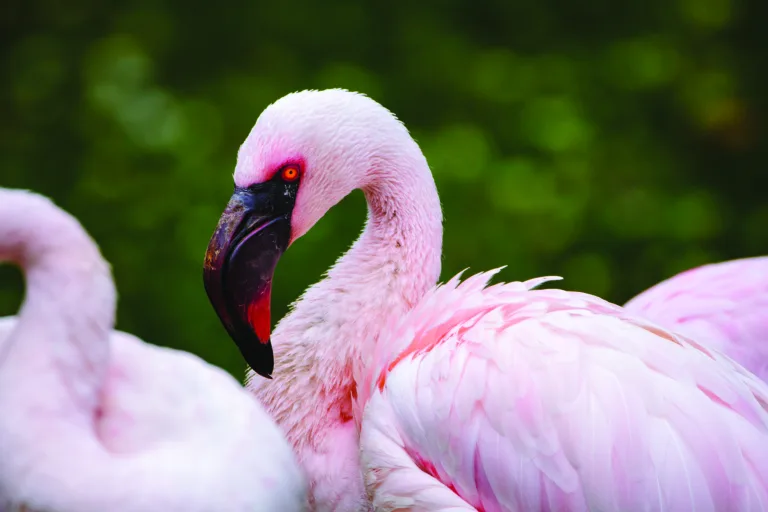 Flamingo Jake Yulo 1
