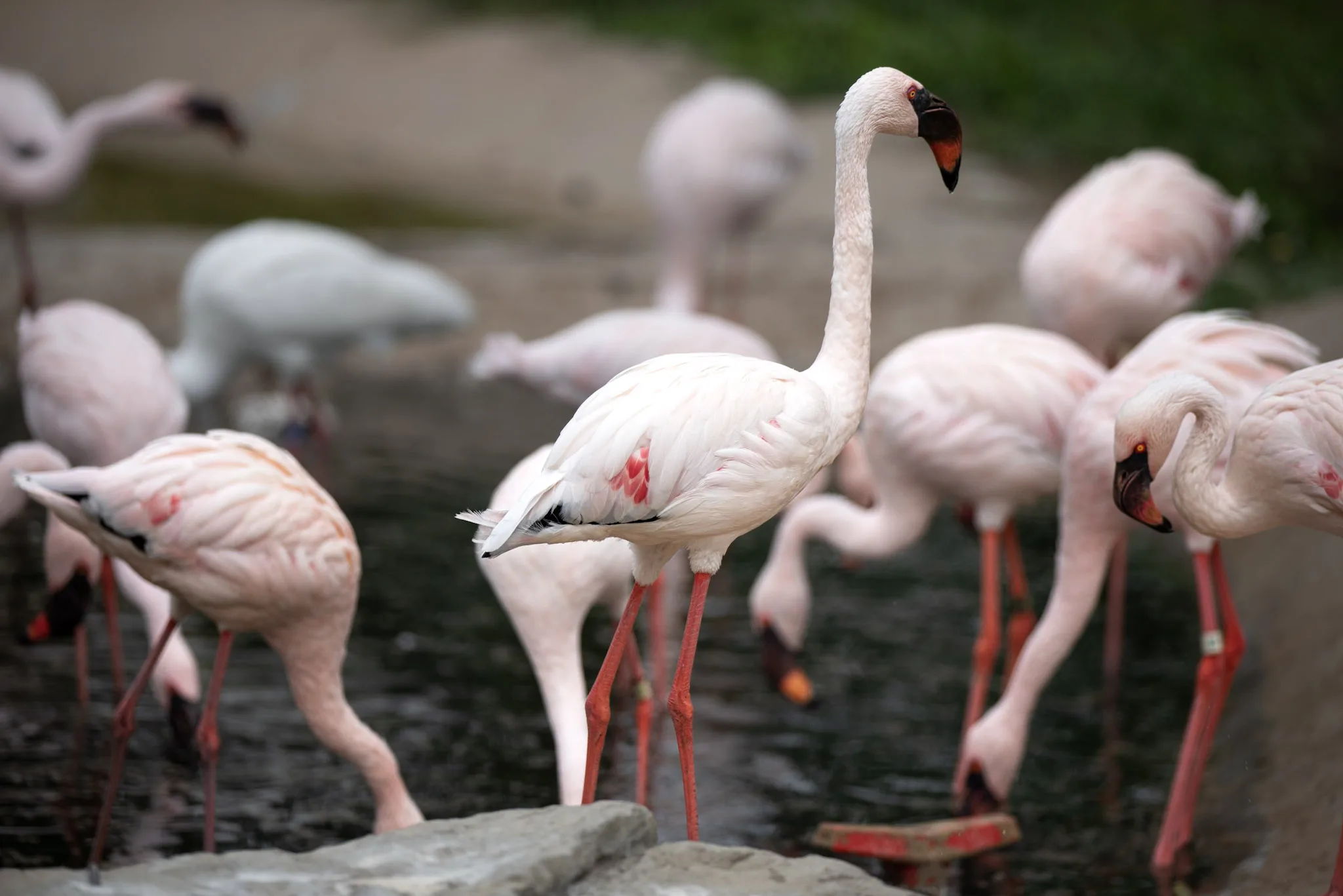 Flamingos 25 OZ September 2023 Day Two 121
