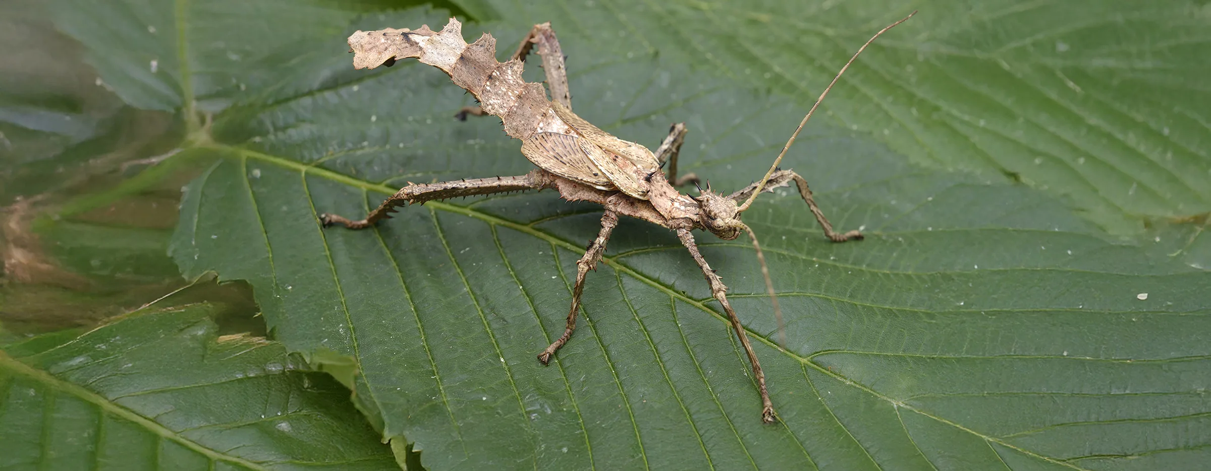 Giant Thorny Walking Stick male extended copy 1