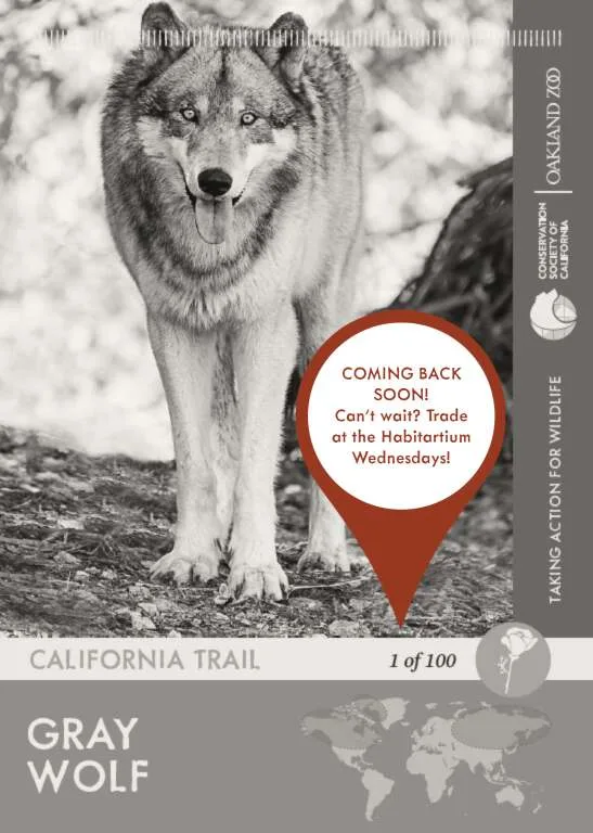Gray Wolf Unavailable