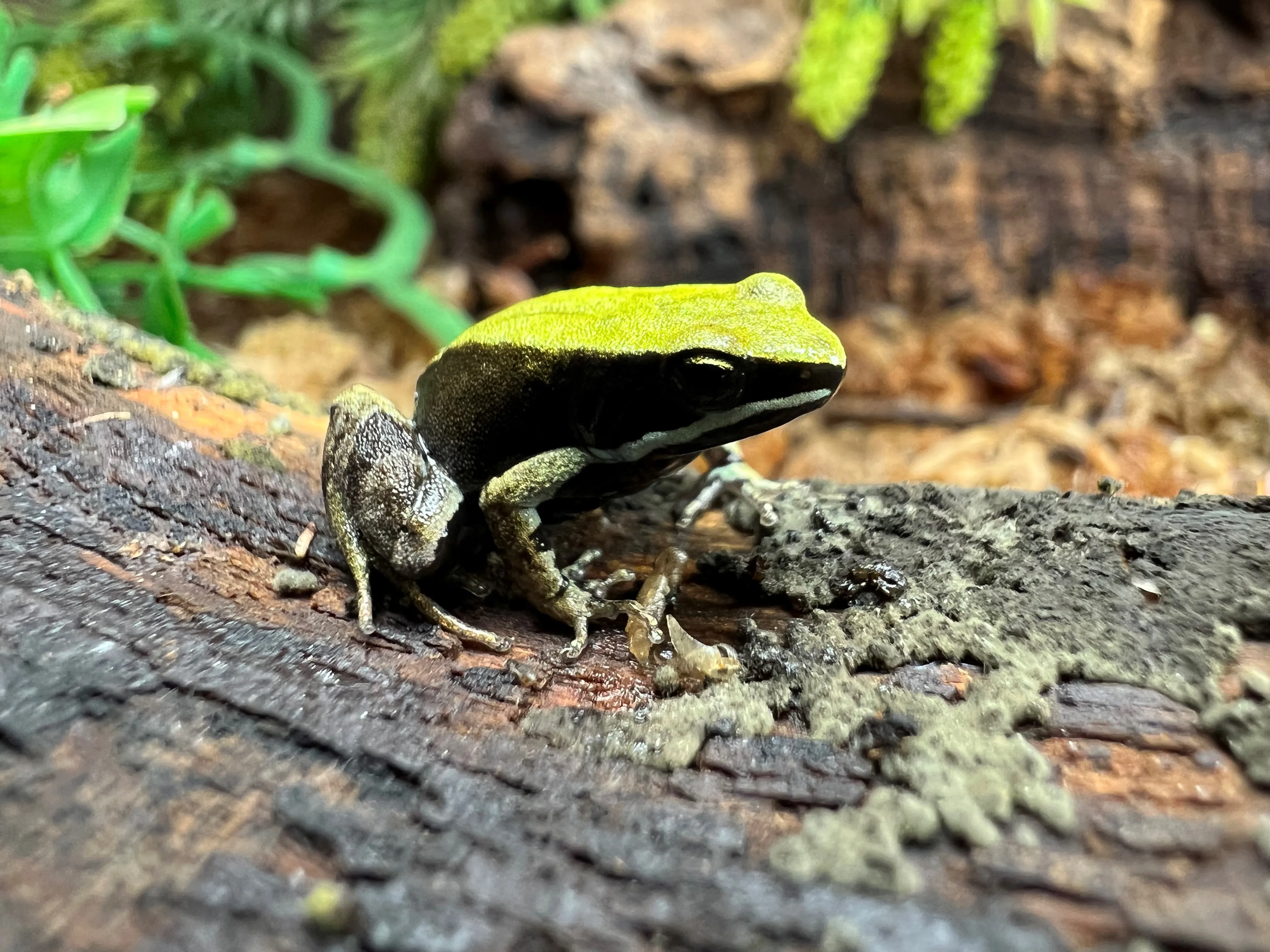 Green Mantella Frog | Oakland Zoo
