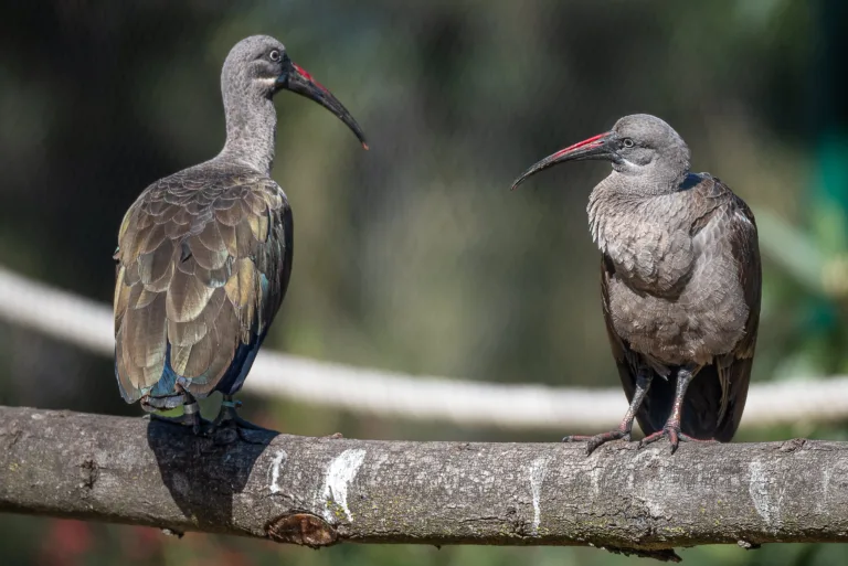 Hadada Ibis 3