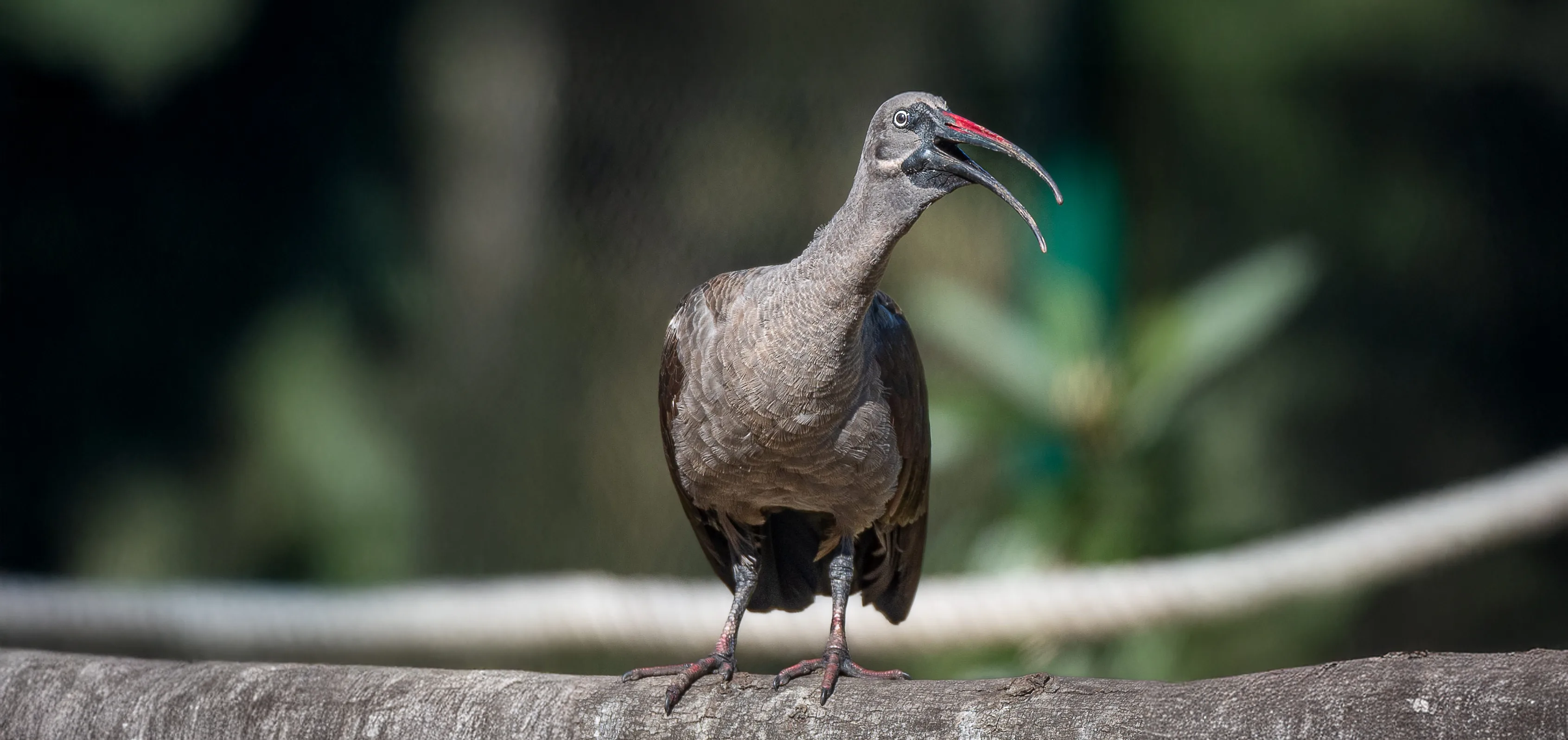 Hadada Ibis 4 extended copy 1
