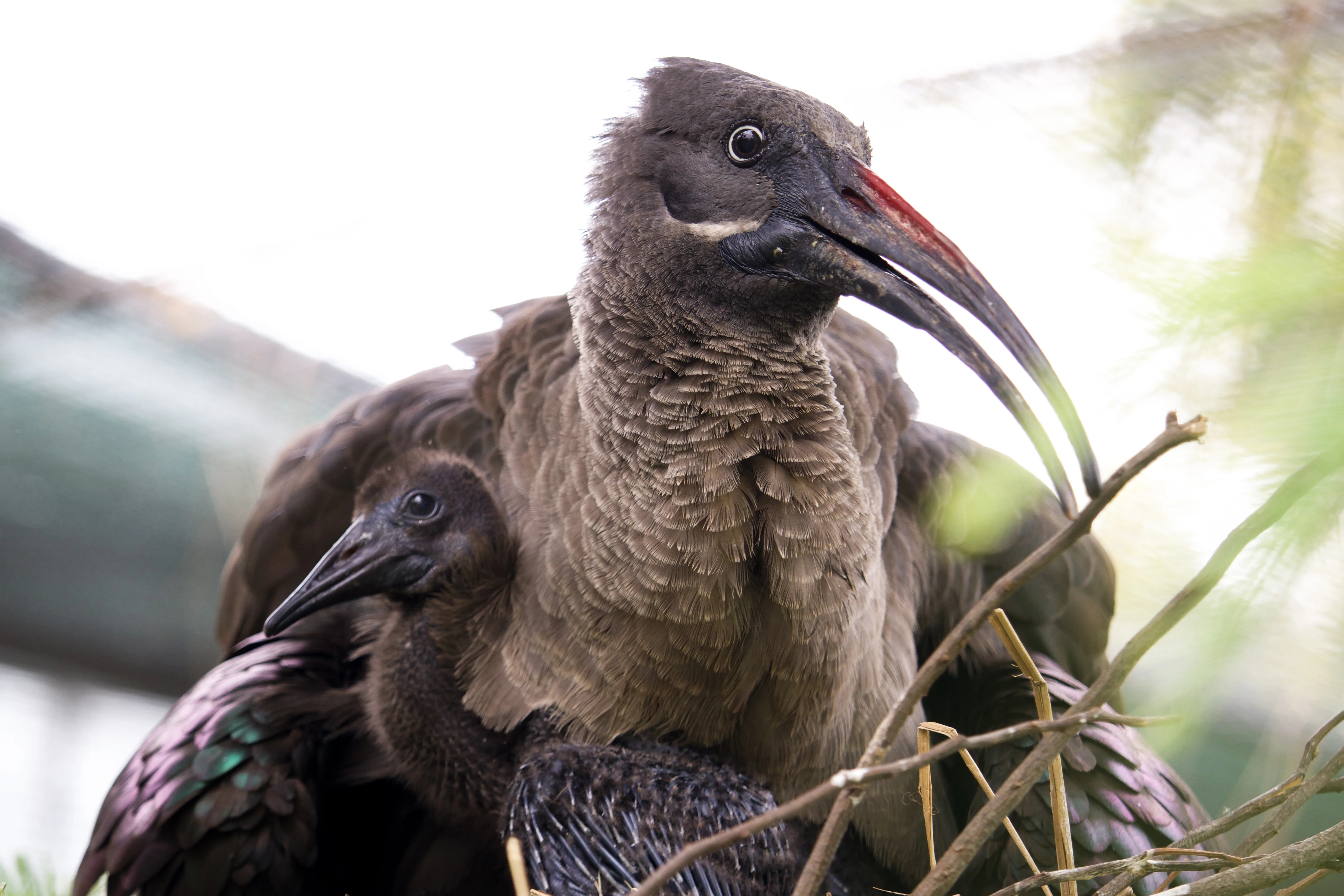 Hadada Ibis with Chick 1 6 6 22 Aeriell