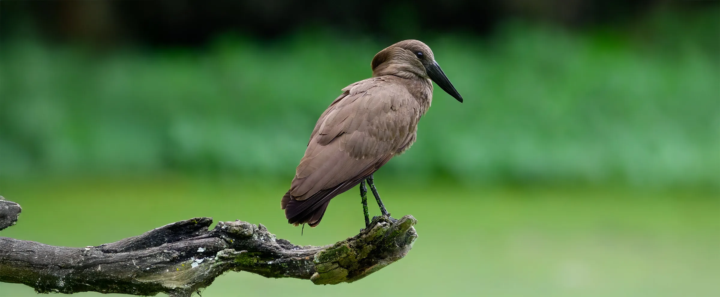Hamerkop 662069024 extended copy