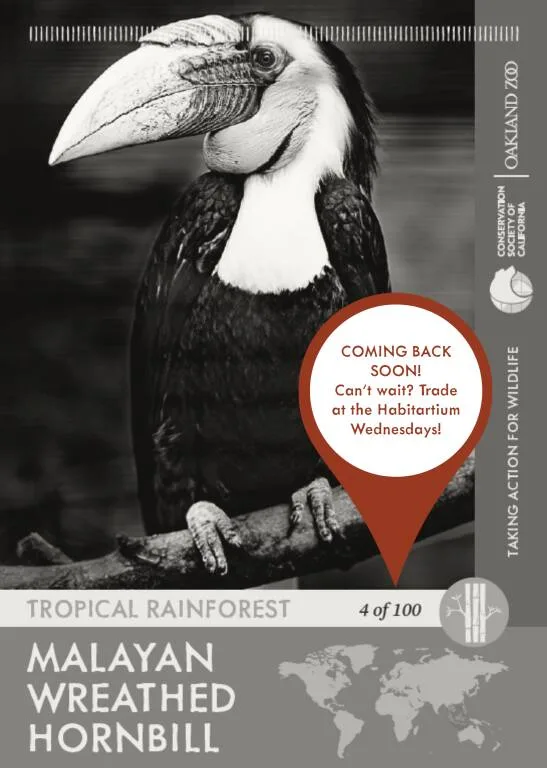 Hornbill Unavailable
