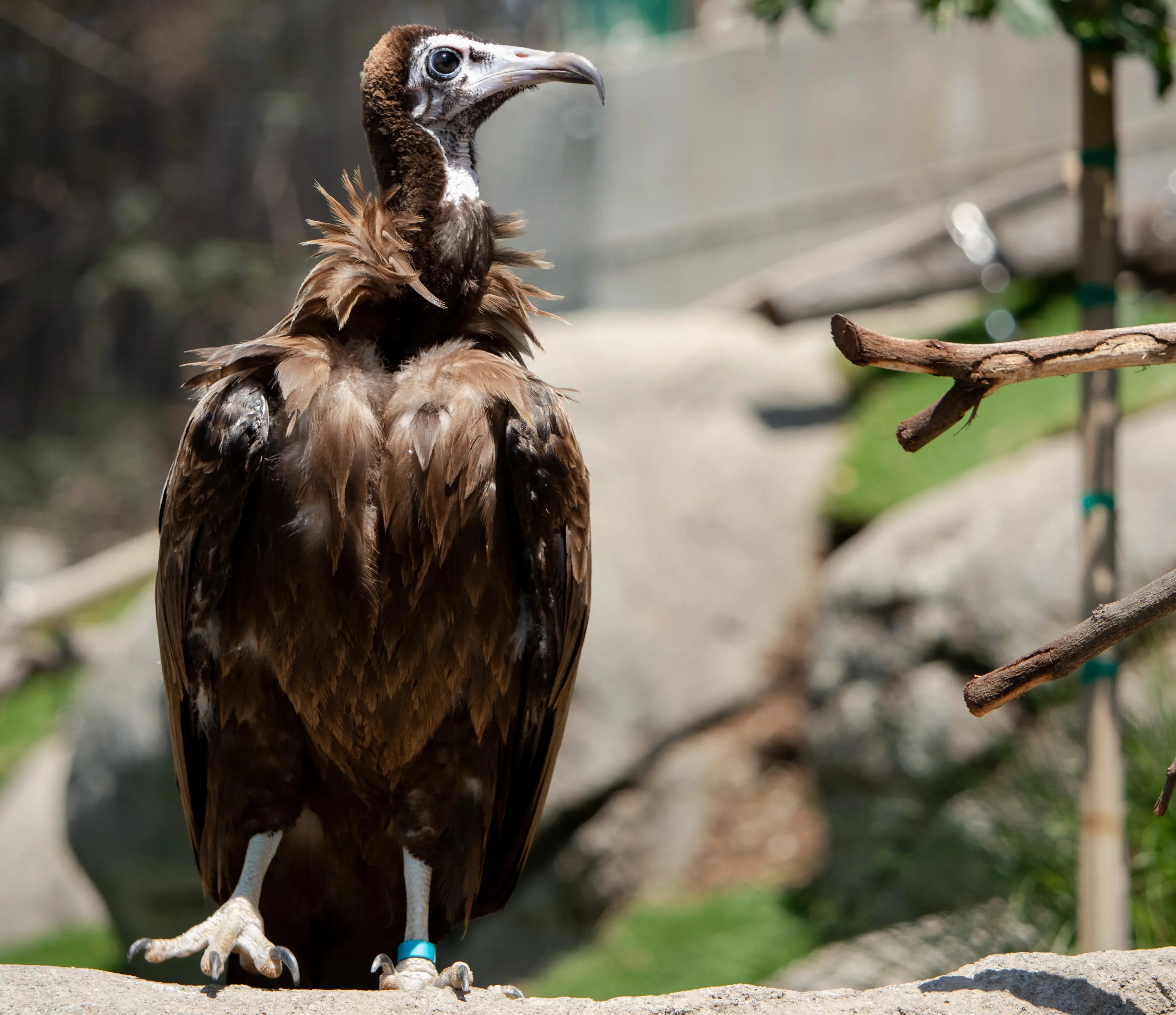 Iniko Hooded Vulture Aerielle Bohen 4 e1770602672935