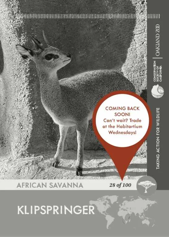 Klipspringer Unavailable