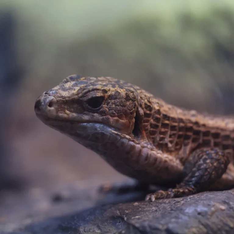Lizard Steve Franks MAR 2025
