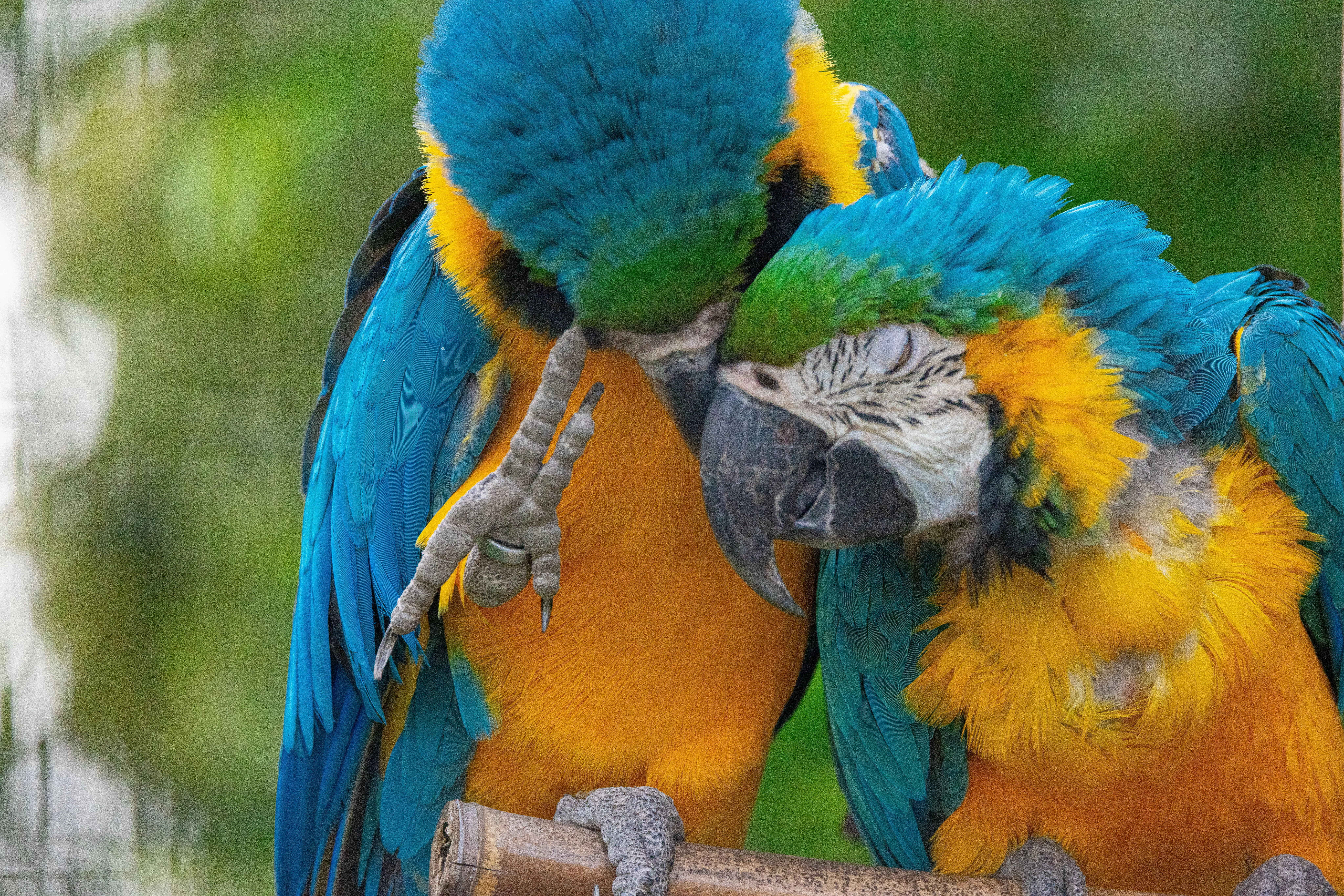 Macaws cuddlingDarrell Lavin