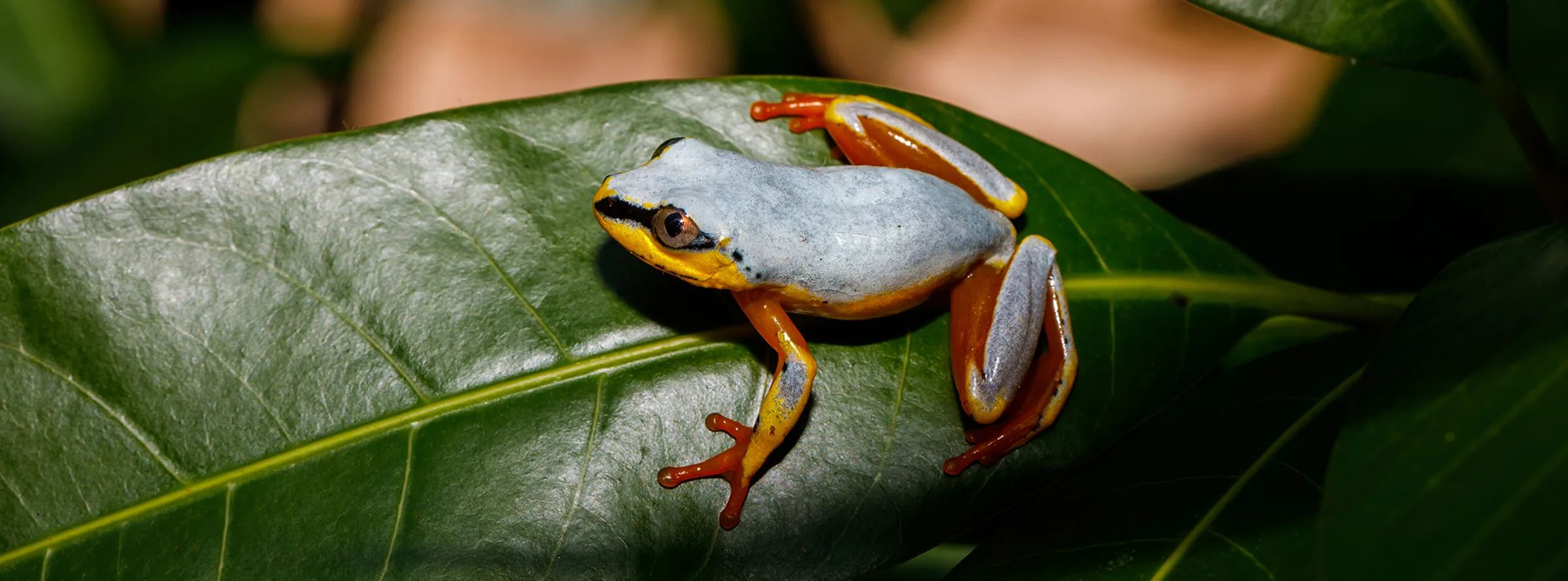 Madagascar Reed Frog 313207380 2