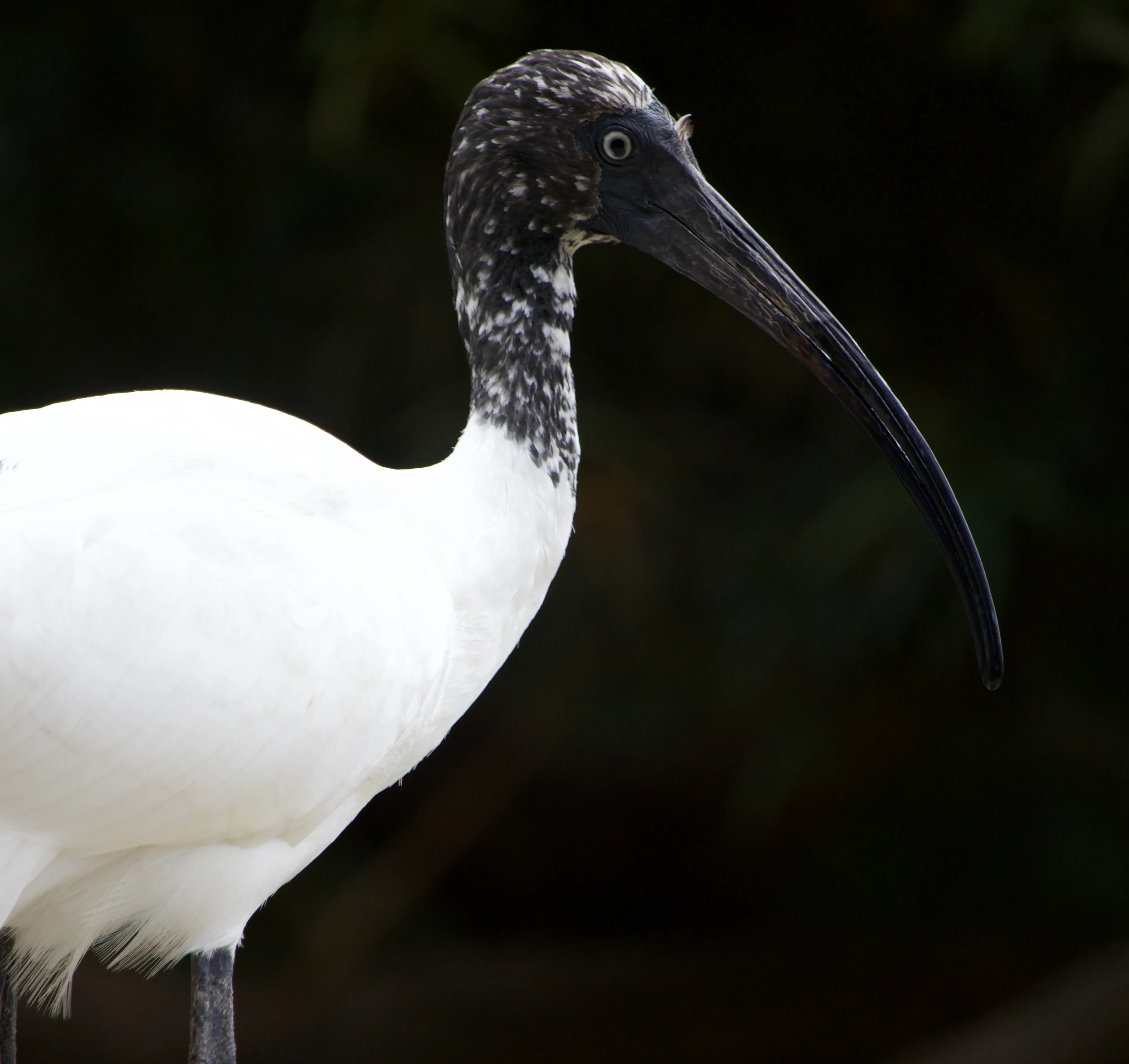 Madagascar Sacred Ibis Aeriell e1770603444877