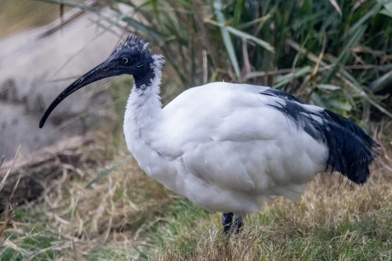 Madagascar Sacred Ibis Steve Goodall 1 29 23