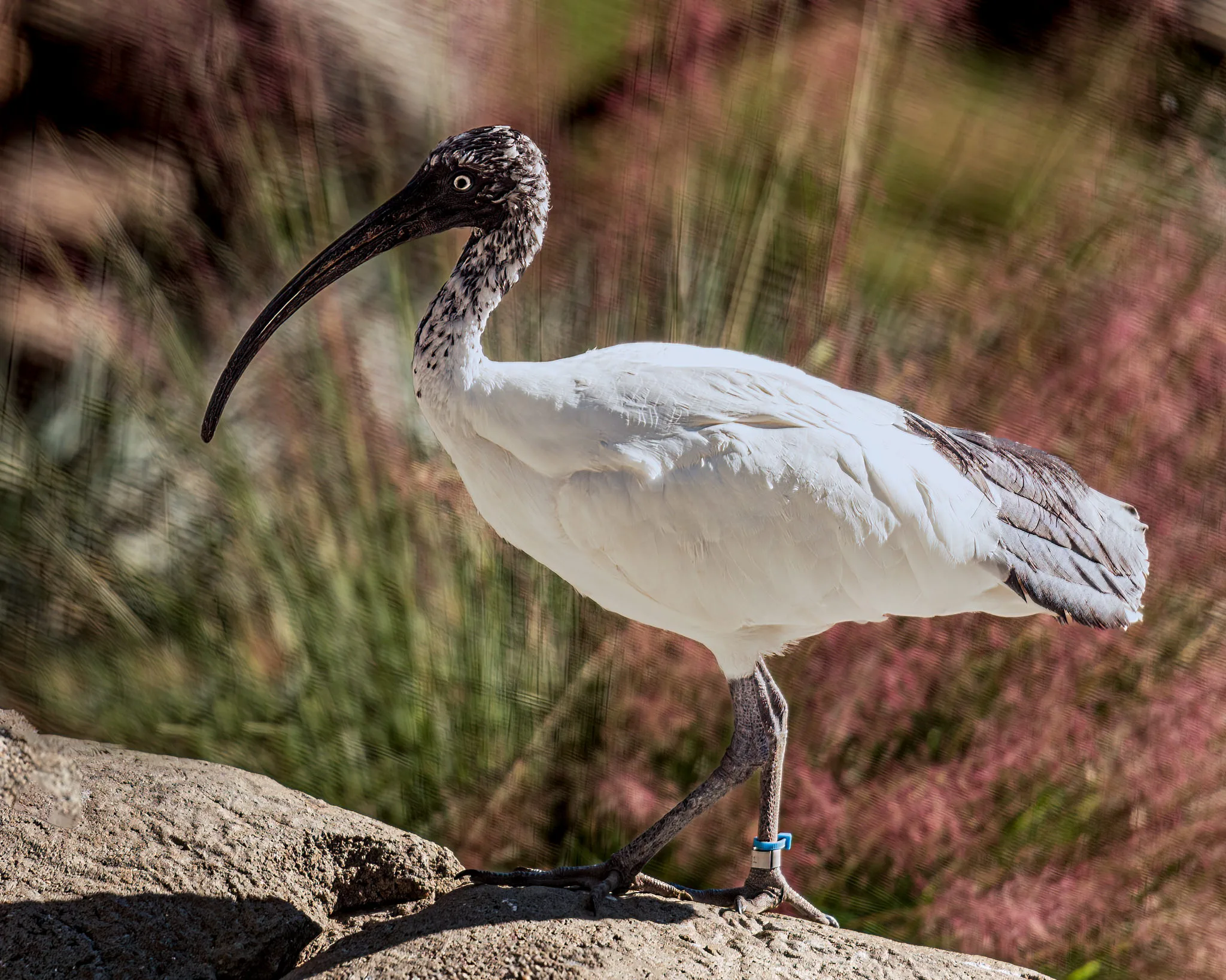 Madagascar Sacred Ibis Steven Gotz Nov 2022