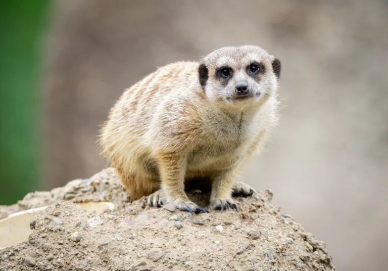 MeerkatDarrell Lavin