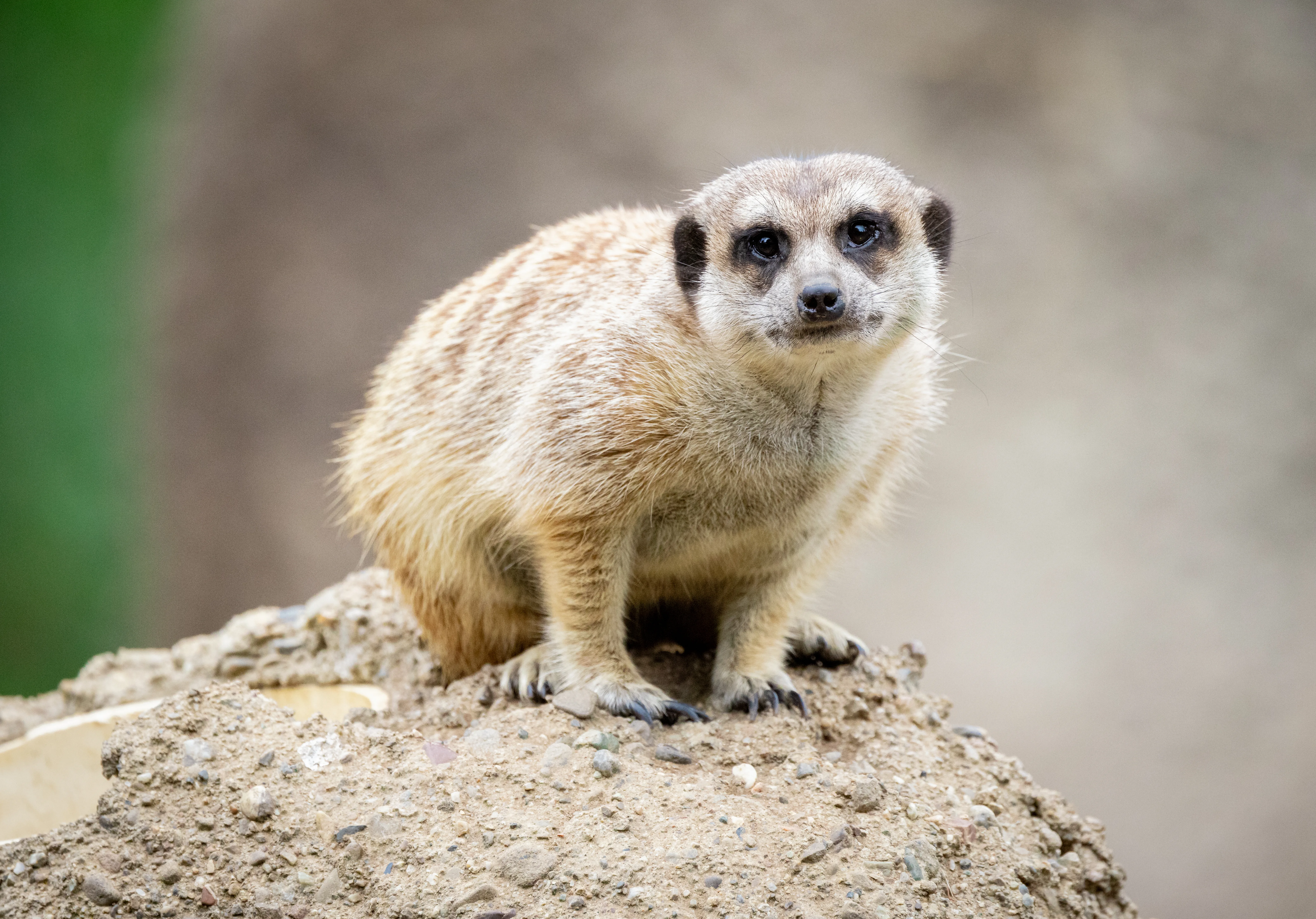MeerkatDarrell Lavin