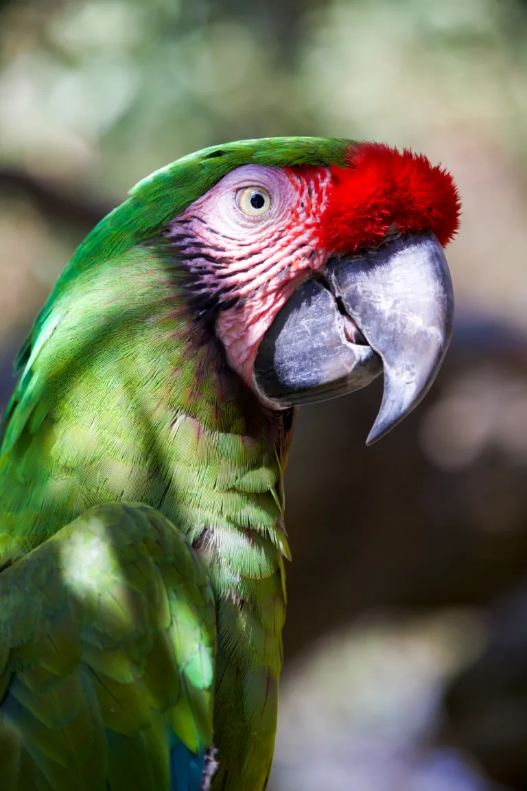 Military Macaw Stan Aeriell 1