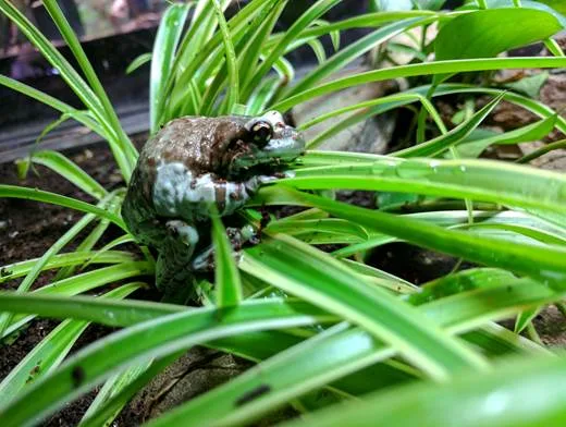 Milky Tree Frog Sean Eyler 1