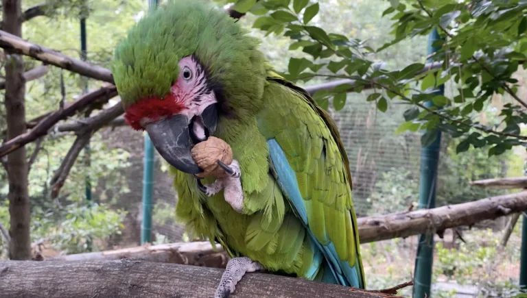 PBS parrot still