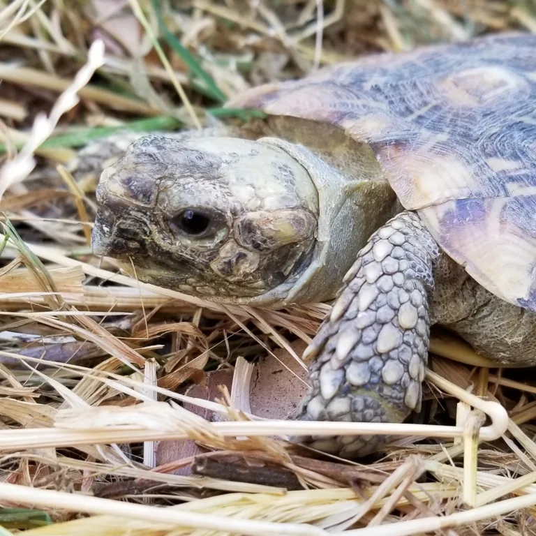 Pancake Tortoise