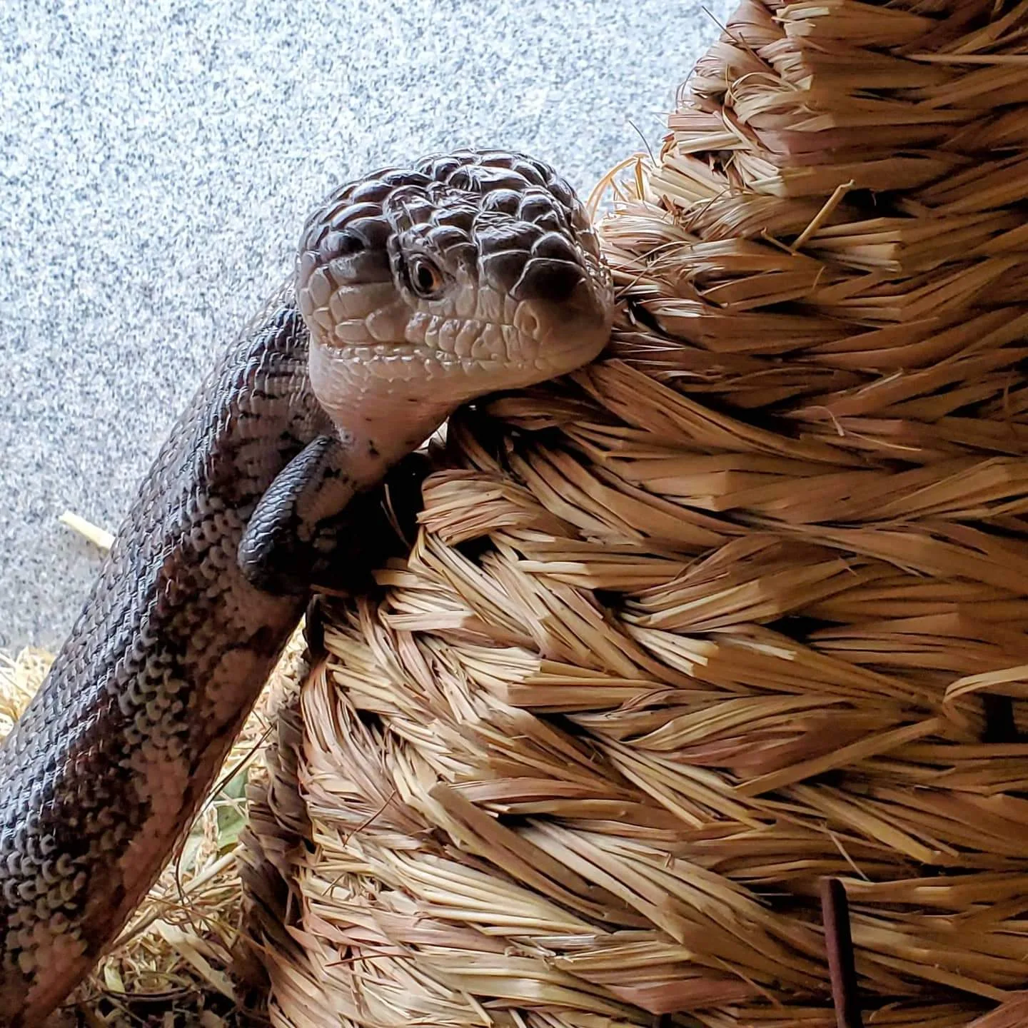 Plater Lizard Keeper Eunice