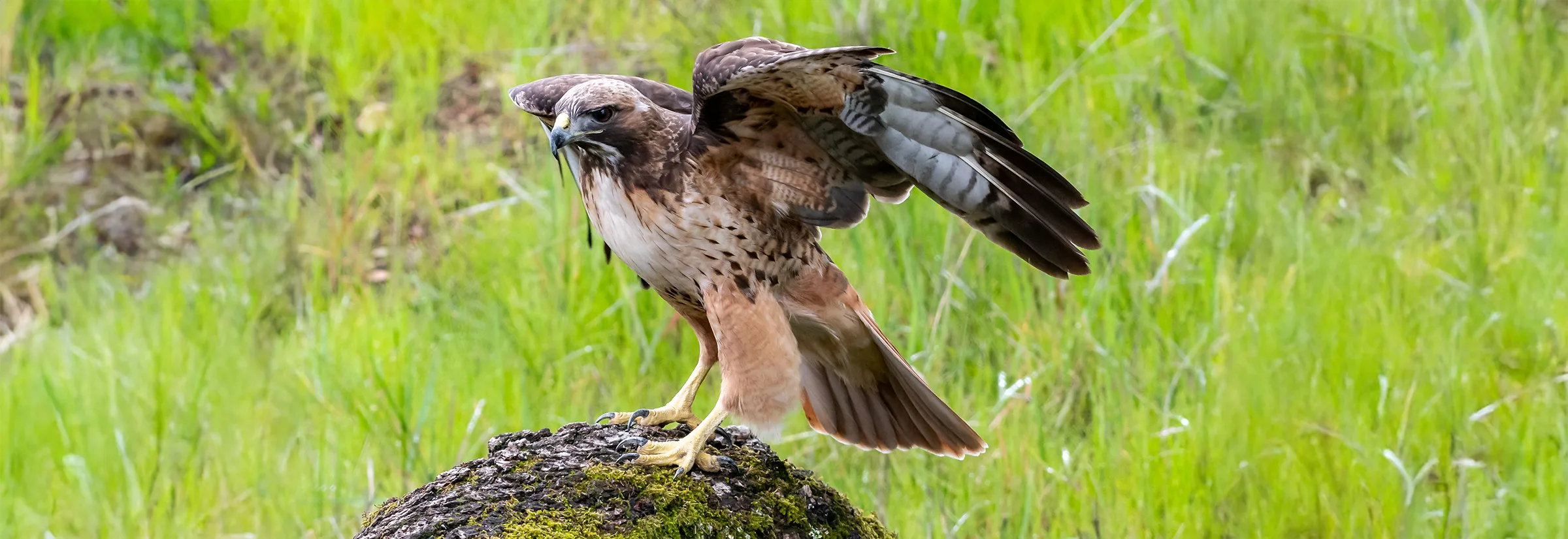 Red Tailed Hawk Steven Gotz extended copy