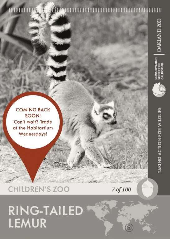 Ring Tailed Lemur Unavailable
