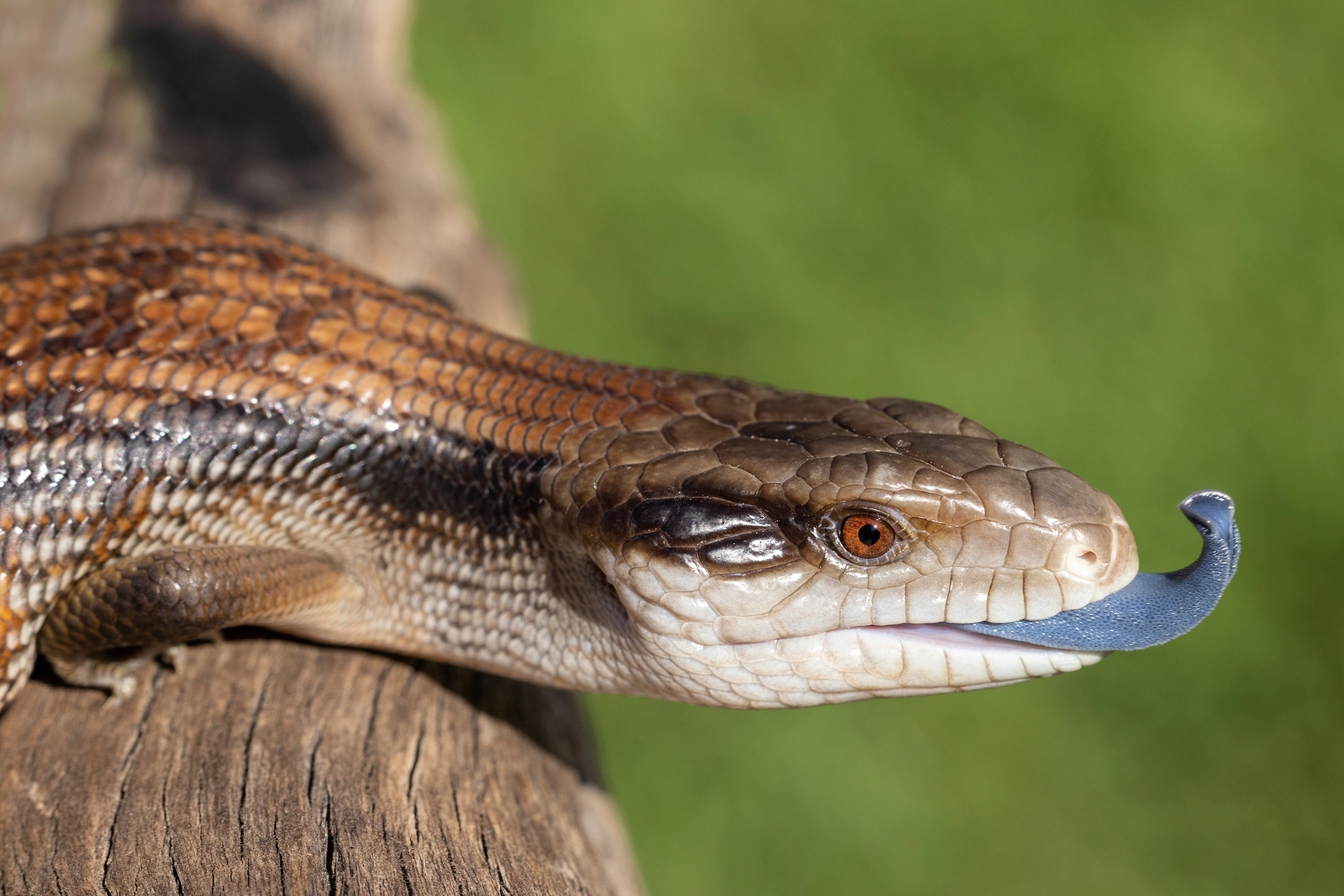 STOCK blue tongued skink