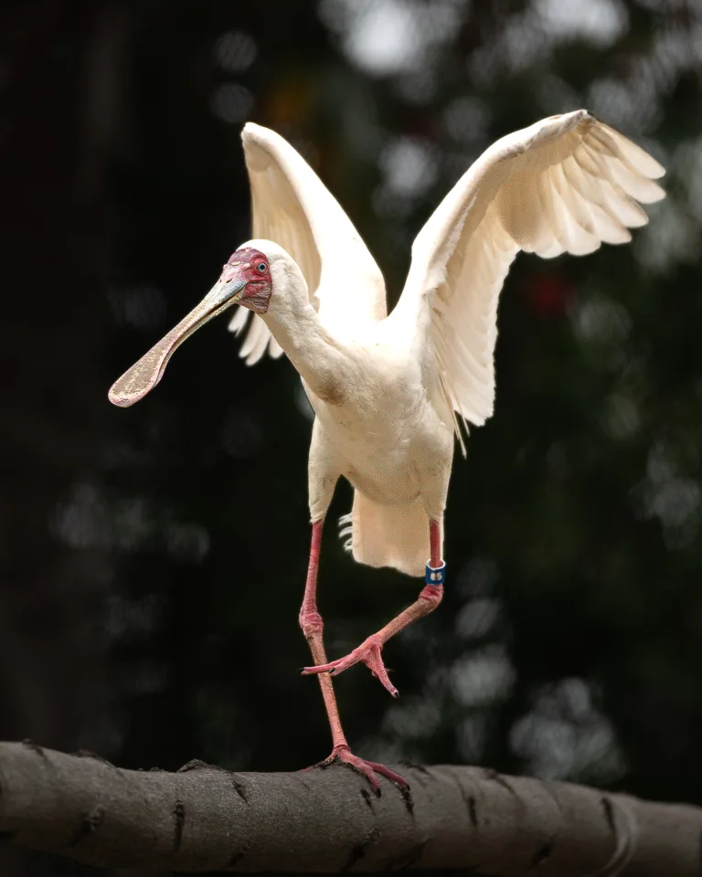 Spoonbill 4 1
