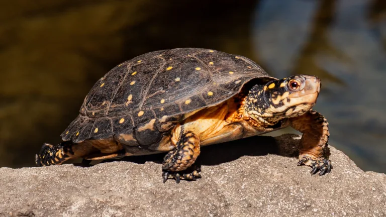 Spotted Turtle 1549 StevenGotz