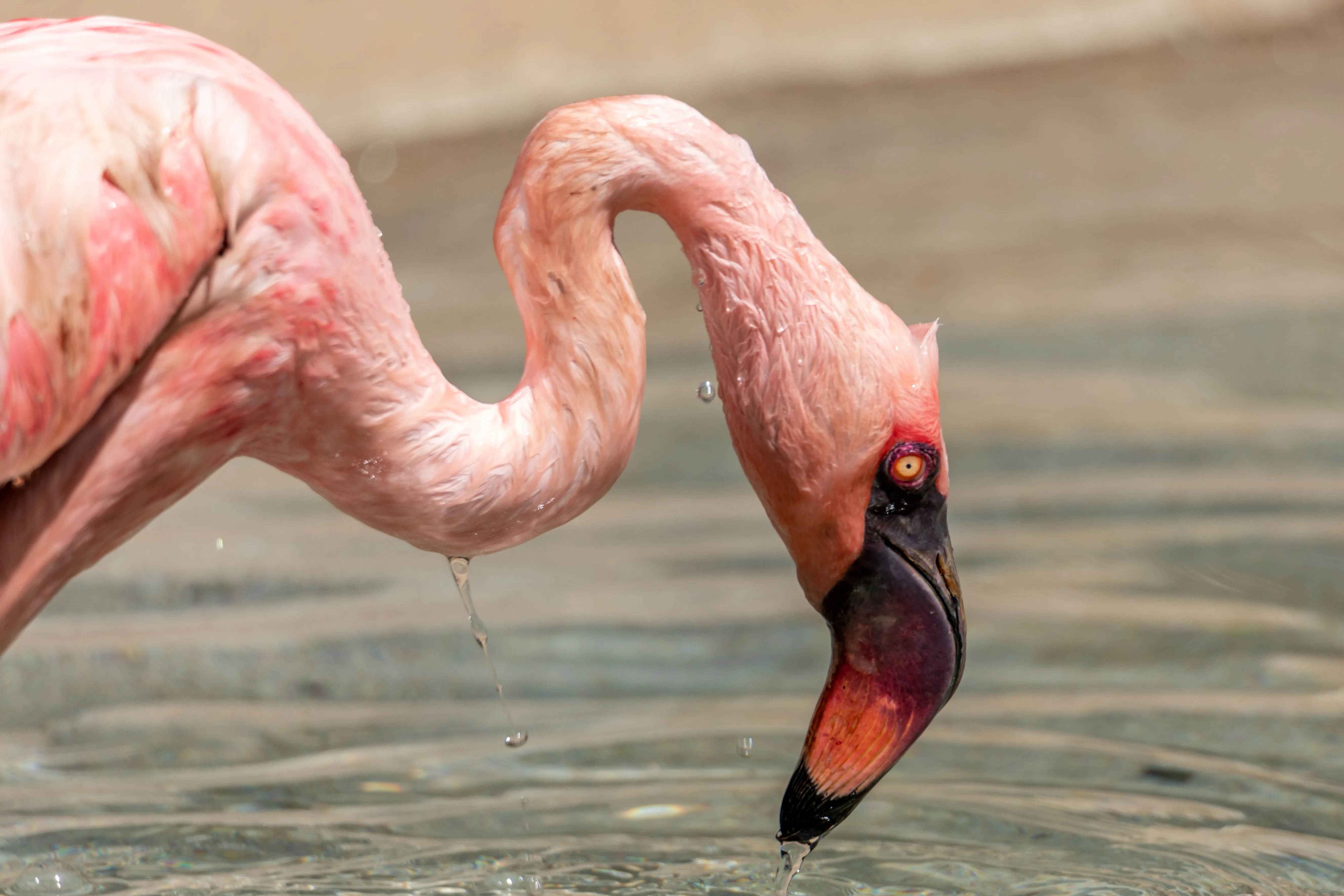 Steve goodall flamingo wet