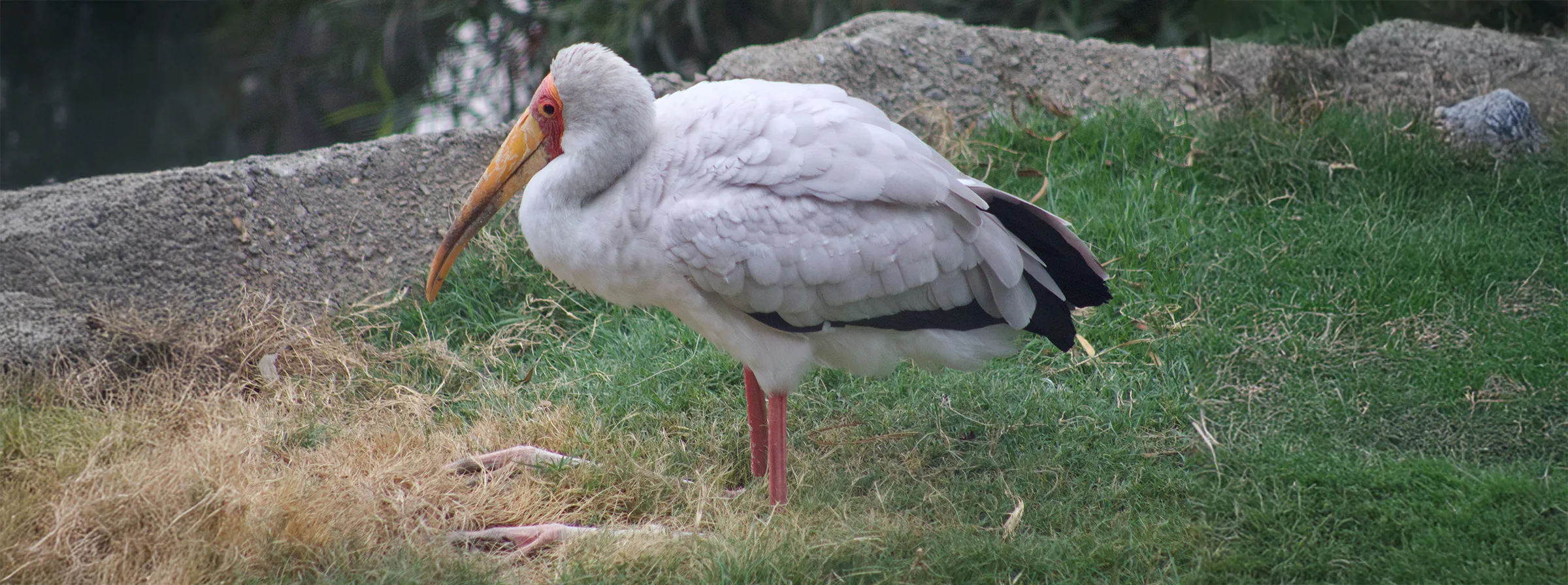 Stork Margaret Chow extended copy
