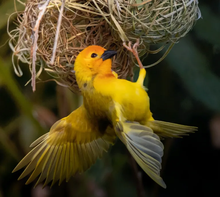 Taveta Golden Weaver shutterstock 2156193047 e1770605004259