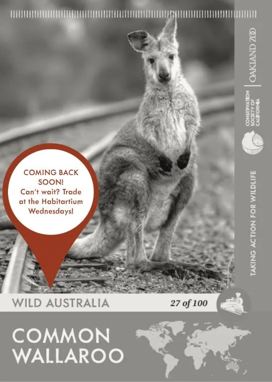 Wallaroo Unavailable