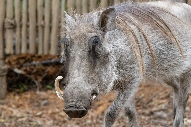 Warthog Steve Goodall JAN 2023