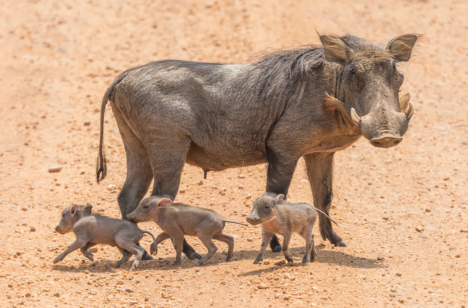 Warthog babies 221478122