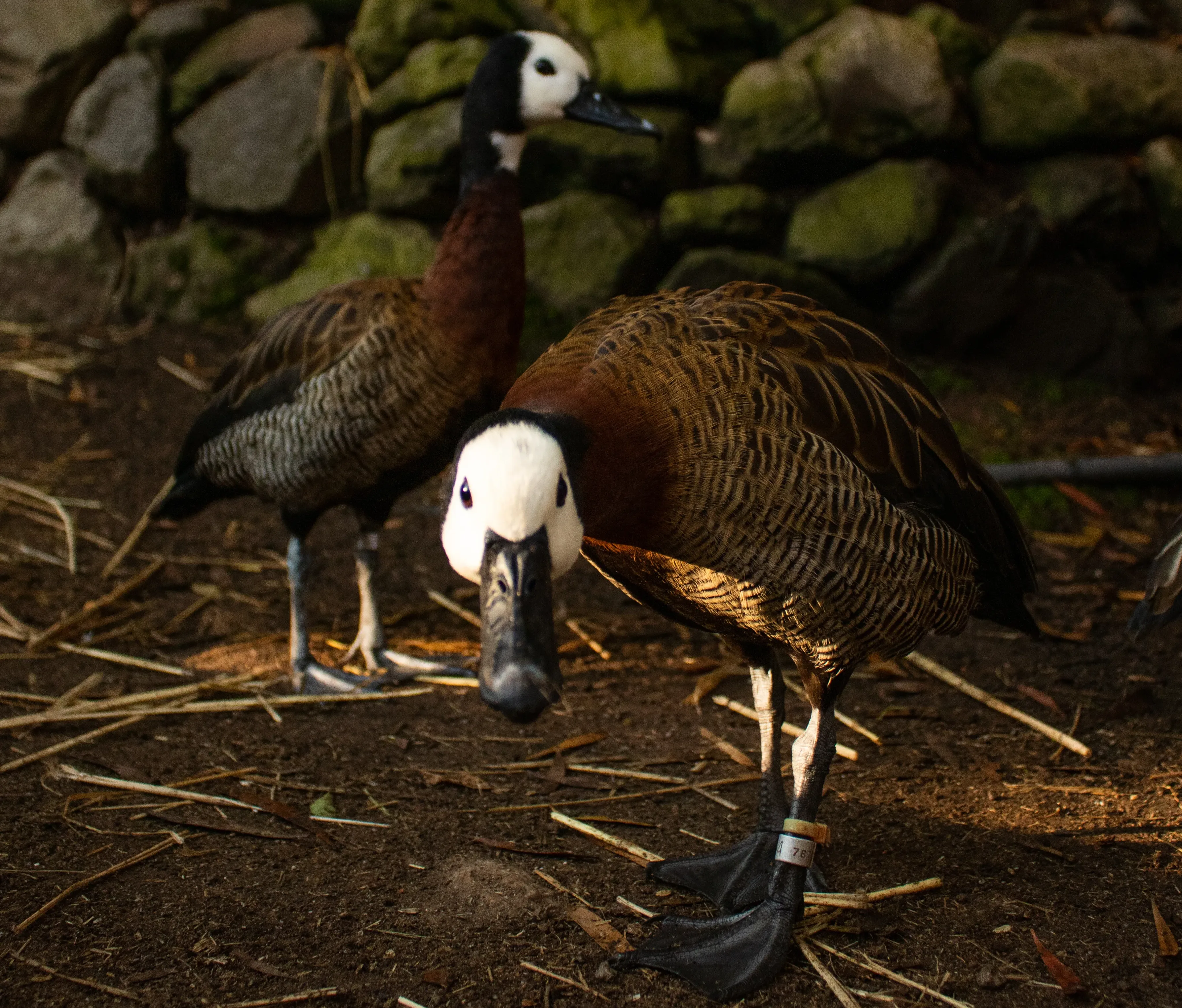 Whistling Ducks Keeper Aeriell Sep 19 6 18 02 PM e1770605331660
