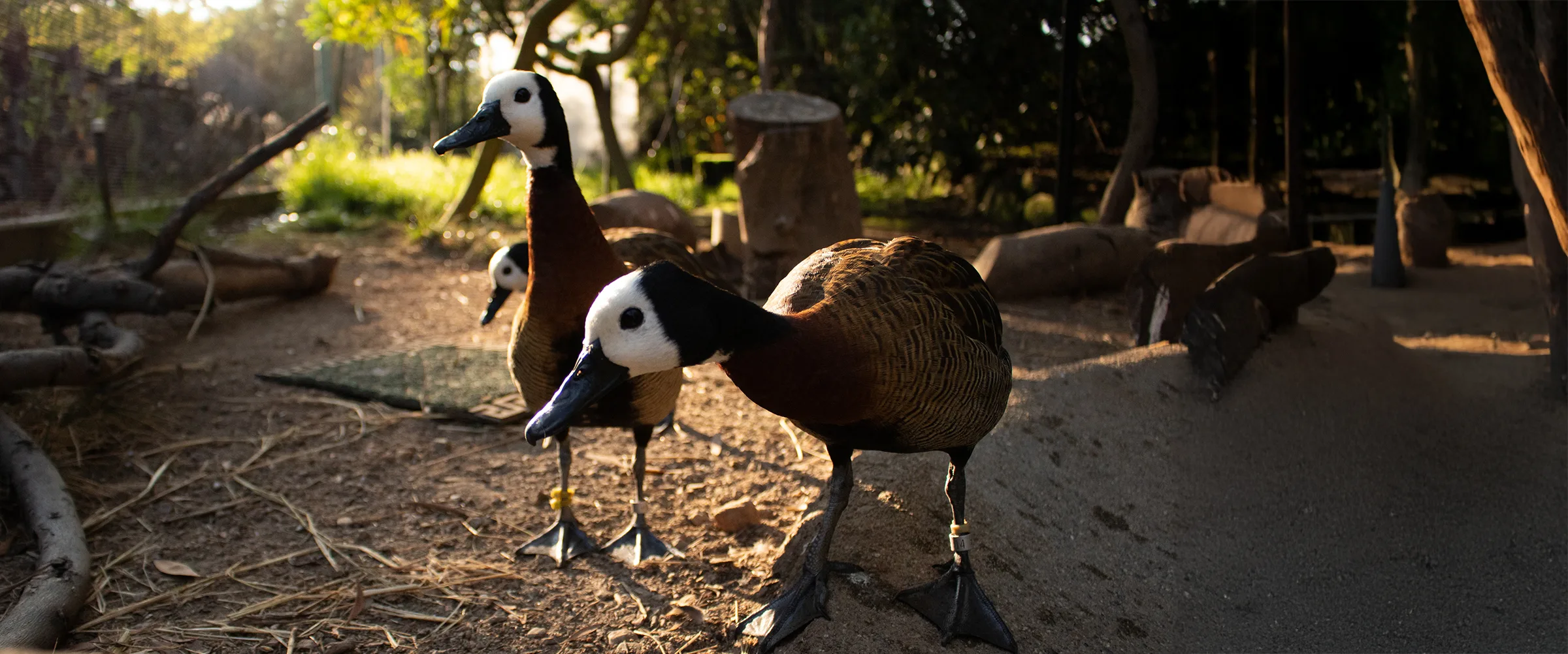 Whistling Ducks Keeper Aeriell extended copy