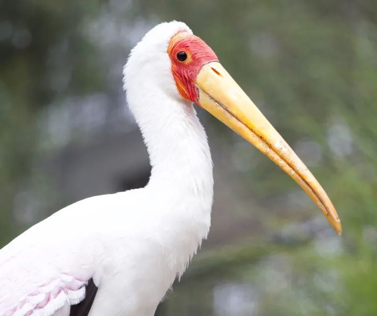 Yellow Billed Stork Aeriell